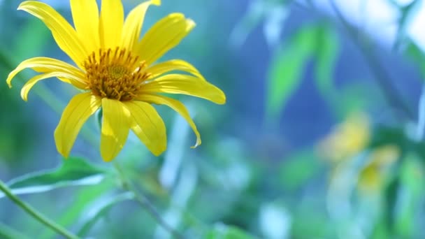 Flower in nature — Stock Footage Flower in nature Stock Footage
