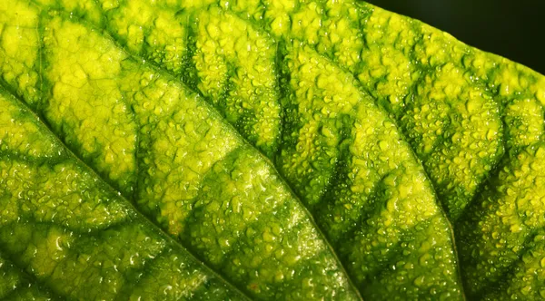 Green leaf — Stock Photo, Image