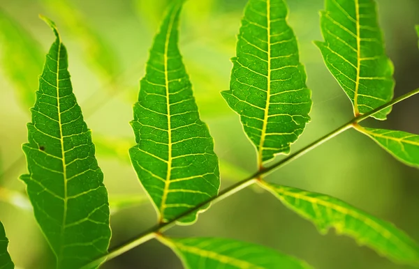 Foglia verde — Foto Stock