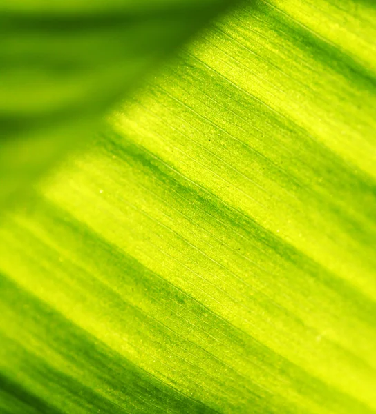 Foglia verde — Foto Stock