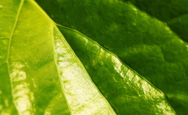 Green leaf — Stock Photo, Image