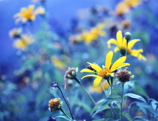 Flor en la naturaleza —  Fotos de Stock