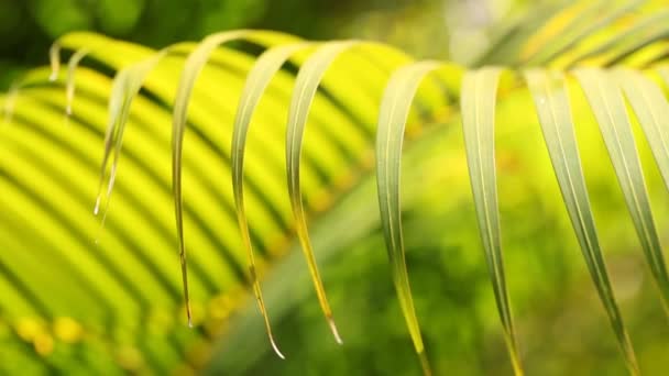 Feuille verte dans la nature — Video