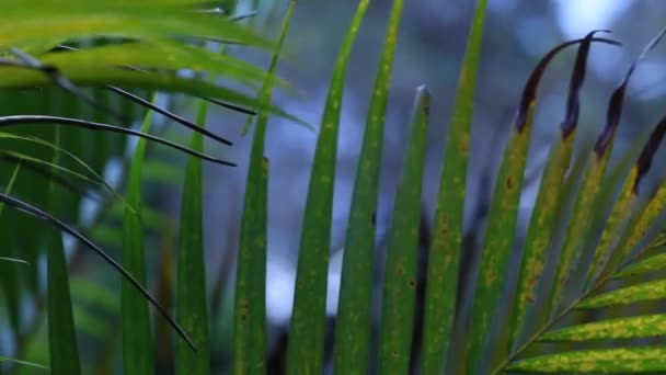 Feuille verte dans la nature — Video