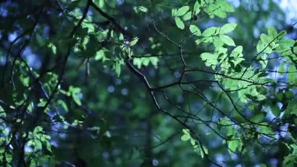 Pozadí lesa — Stock video