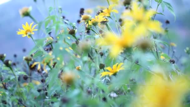 Flower in nature — Stock Footage Flower in nature Royalty Free Stock Footage