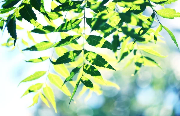 Groen blad — Stockfoto