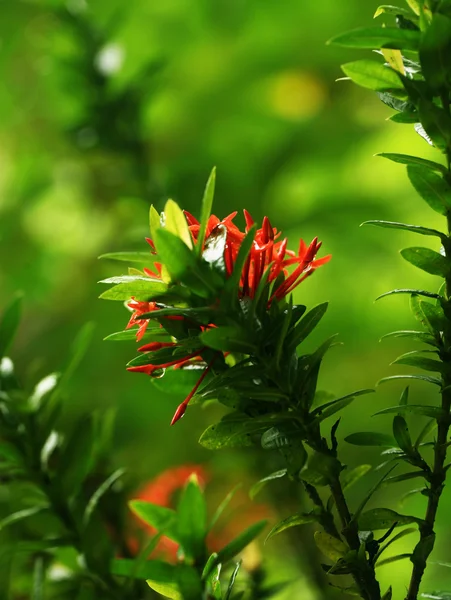 Schöne Blumen — Stockfoto