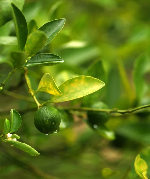 Folha verde — Fotografia de Stock