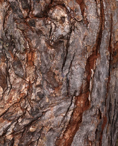 Batang Pohon — Stok Foto