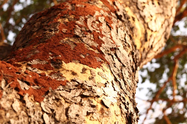 Tree trunk — Stock Photo, Image