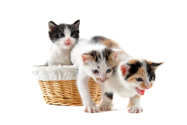 Kitten in a basket — Stock Photo, Image