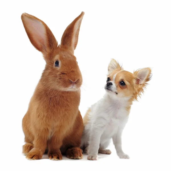 Chihuahua et lapin — Photo