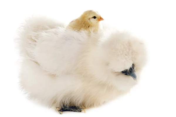 Silkie і його Чик — стокове фото