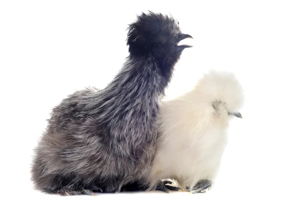 Genç silkies — Stok fotoğraf