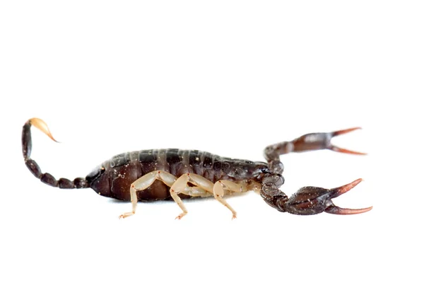 Escorpión marrón —  Fotos de Stock