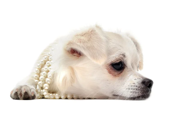 Chihuahua con colletto di perle — Foto Stock