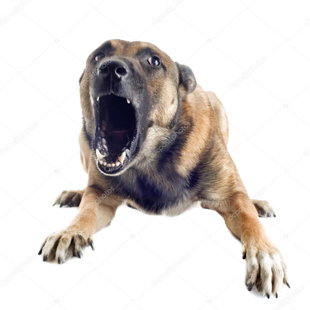 Angry malinois