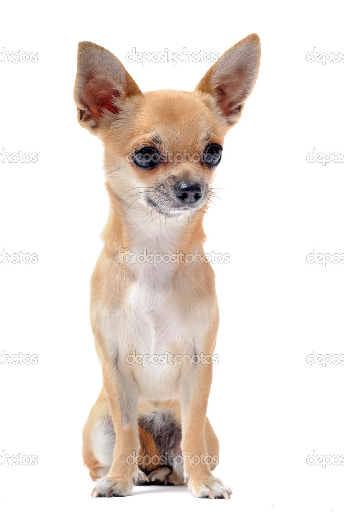 Short hair chihuahua Stock Photo by cynoclub 12058168