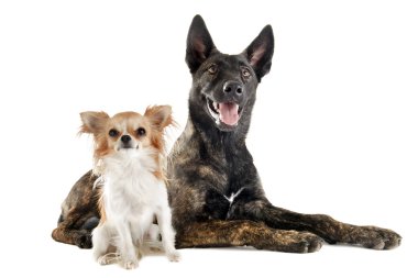 Holland çoban ve chihuahua