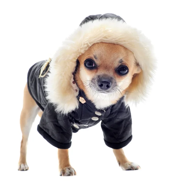 Chihuahua ubrany — Zdjęcie stockowe