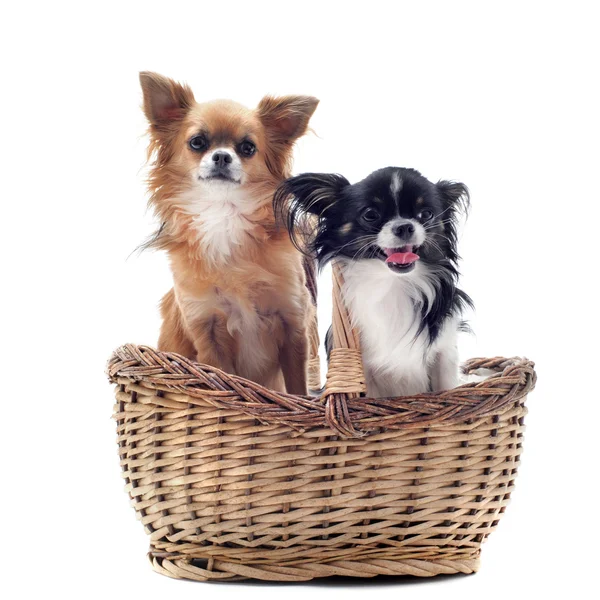 Chihuahua nel cestino — Foto Stock