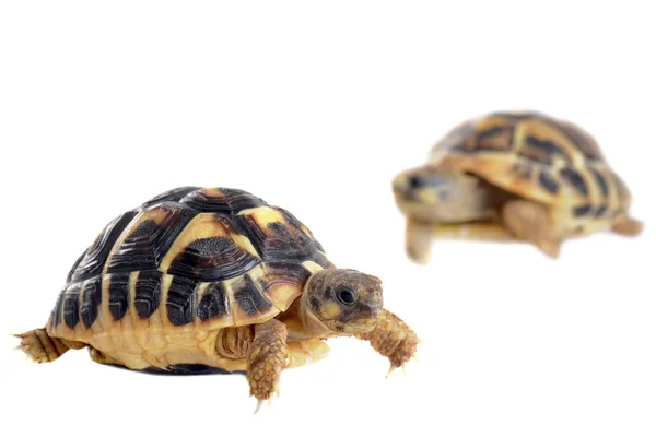 Młode żółwie — Zdjęcie stockowe