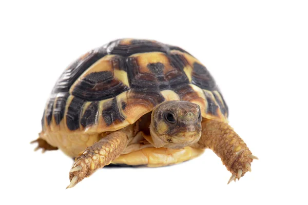 Jonge schildpad — Stockfoto