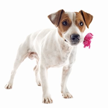 jack Russel terrier çiçek