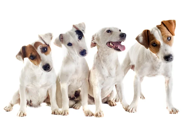 Quatro Jack Russel Terrier — Fotografia de Stock