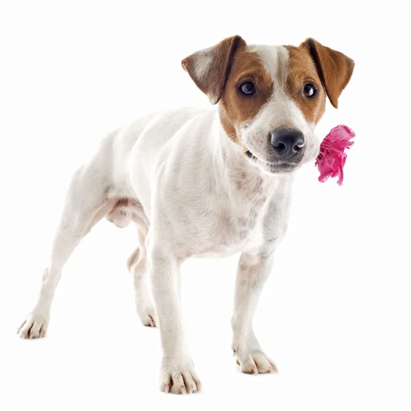 Jack russel terrier med blomst - Stock-foto