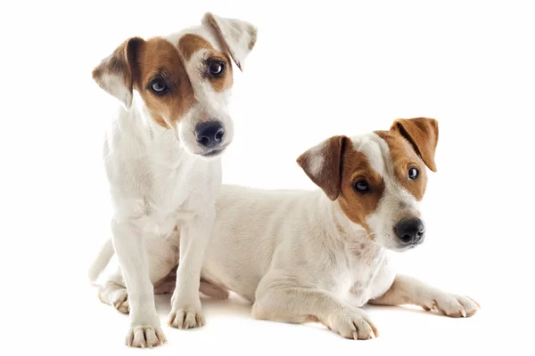 Deux Jack Russel terrier — Photo