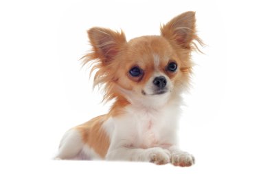 köpek chihuahua