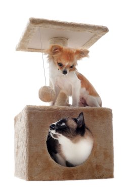 Siyam kedisi ve chihuahua