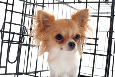 Chihuahua köpek kulübesi