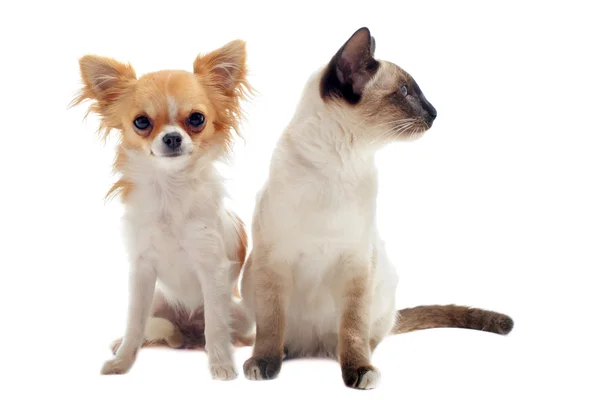 Chihuahua y gatito siamés — Foto de Stock