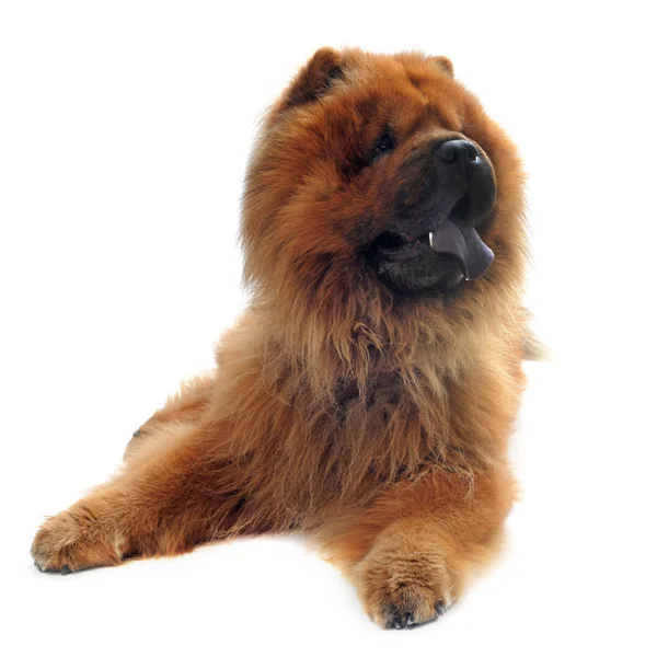 Chow-Chow — Stock Fotó