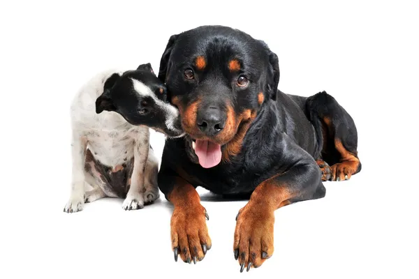 Rottweiler e jack russel terrier — Foto Stock