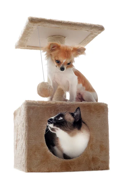 Siamese kat en chihuahua — Stockfoto