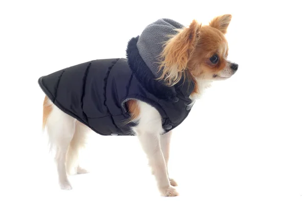 Dressed chihuahua — Stock Photo, Image