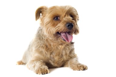 Yorkshire terrier güdülmesini