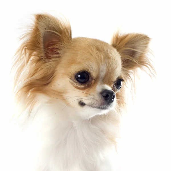 Porträtt av chihuahua — Stockfoto