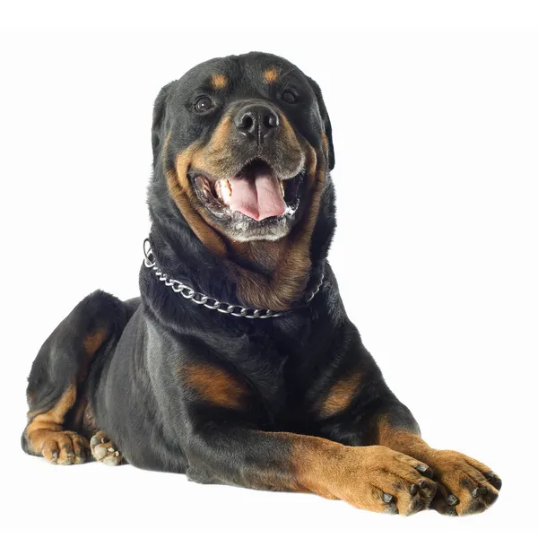 Rottweiler — Stock Photo, Image