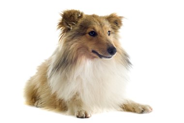 Shetland köpek