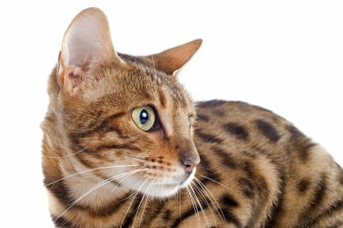Bengal kedisi