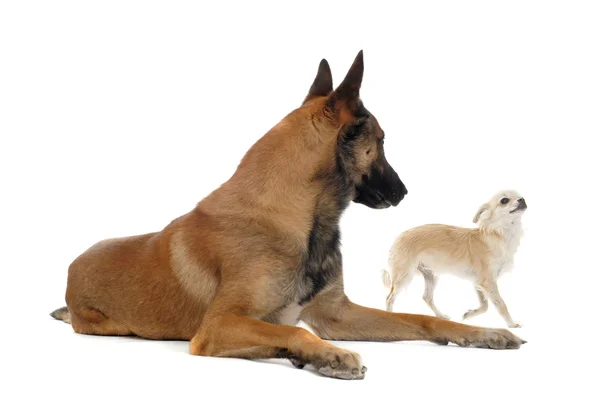 Chihuahua and malinois — Stock Photo, Image