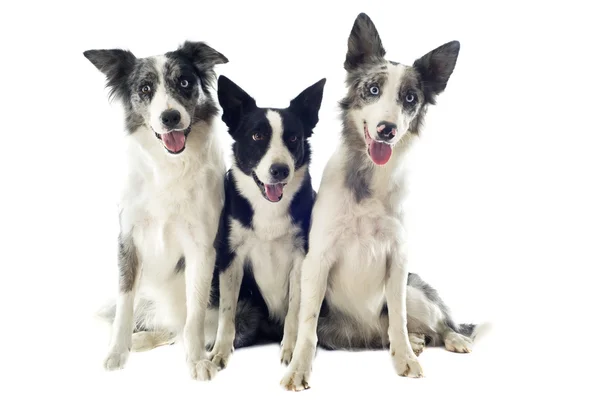 Collies fronterizos — Foto de Stock