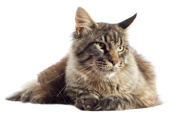 Maine Coon gatto — Foto Stock