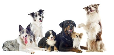 Köpekler Grubu