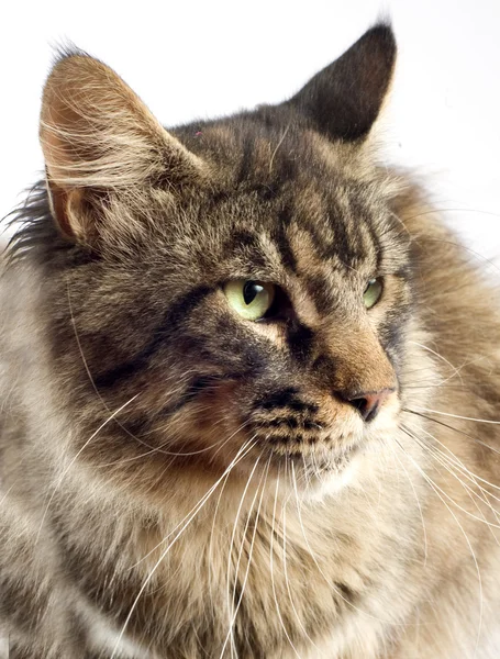 Maine coon cat — Stock Photo, Image